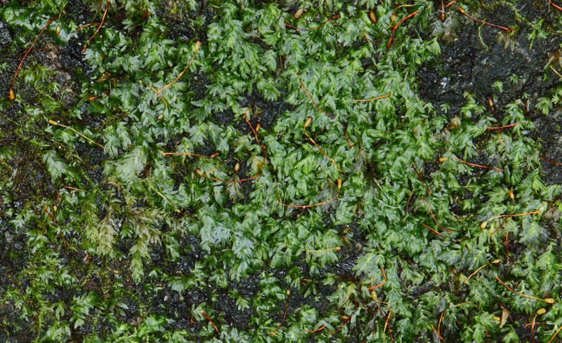 Fissidens minutulus